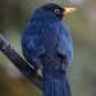bluebird3