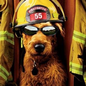 dog bombero