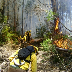 construcción de lineas incendio forestal