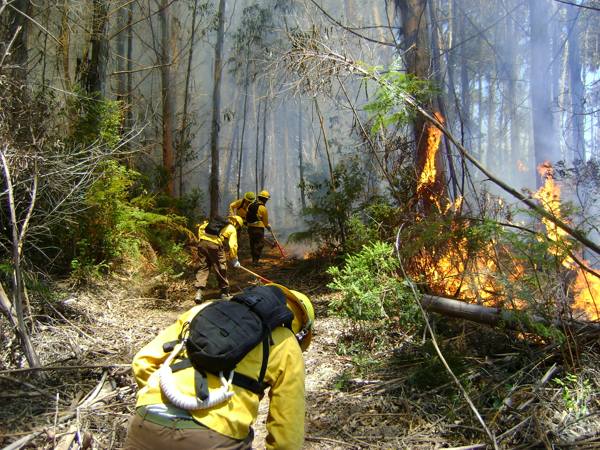 construcción de lineas incendio forestal