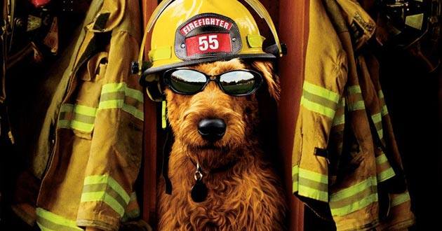 dog bombero